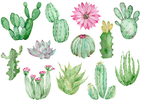 Collection of Cactuses isolated on the white background. Watercolor hand drawn set illustration. Home decoration and indoor design.
