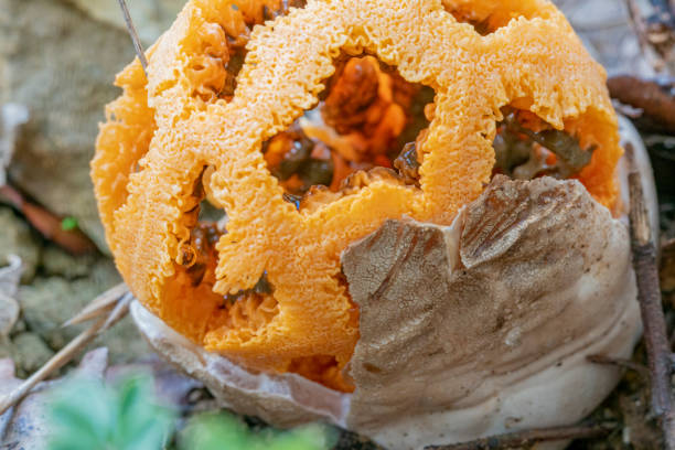 Clathrus ruber close-up - basket stinkhorn\n\nDetail from the broken \