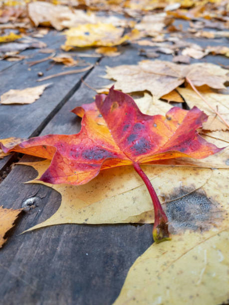 istock autumn leaves on the ground 1436426044