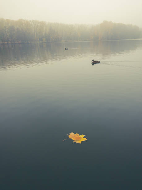 istock lake in the morning 1436426191