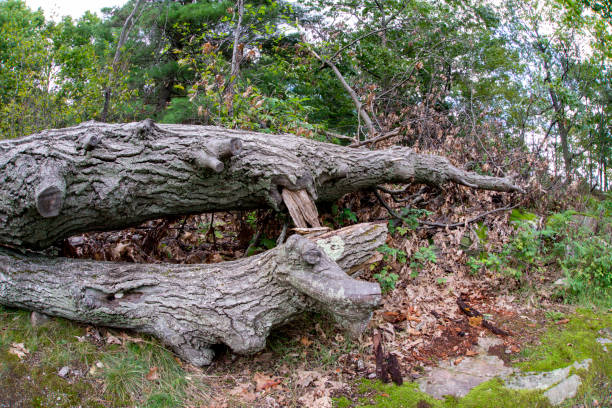 istock Nature has created two reptiles in the wood 1436428463