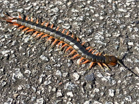 Close-up of a Julida worm crawling. Dangerous insect. Red millipede crawl on concrete background.