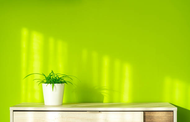 Shelf with a plant in a white pot and green wall background. Copy space. High resolution 42Mp indoors digital capture taken with Sony A7rII and Sony FE 90mm f2.8 macro G OSS lens