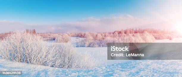 Panoramic View Of The White Snowy Trees In Natural Park Stock Photo - Download Image Now