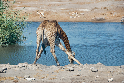 Giraffe drinking at a water hole in Etosha National Park Namibia