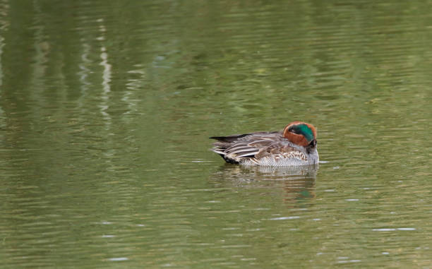 istock Eurasian Teal Duck (Anas crecca) Male 1436432487
