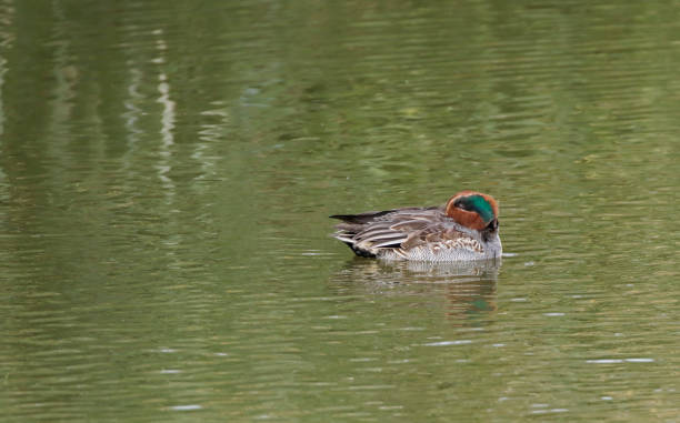 Eurasian Teal Duck (Anas crecca) Male L 34-38cm, WS 53-59cm.
Breeds on variety fresh and brackish waters, preferring lakes and ponds (even small ones) in forests, pools in taiga bogs or mountain willows, also along rivers and shallow, well-vegetated seashores, and on eutrophic lakes if near forests, where nest is placed.
A common bird, forming large flocks on costal bays or shallow lakes outside breeding season.
Birds from N Europe winter in Britain, but also in Holland, France, etc.

This is a quite common small Duck in Dutch water rich Environments. grey teal duck stock pictures, royalty-free photos & images