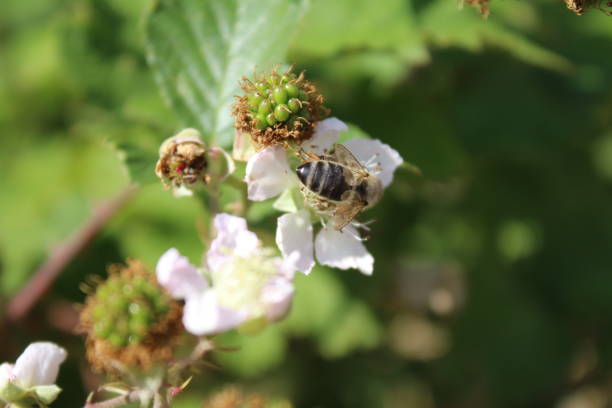 istock Blackberry bloom close-up. Daylight photo. White blossoms. 1436433010