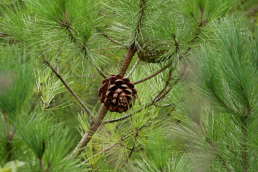 Maritime Pine (Pinus Pinaster) and pine cone