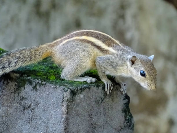 THE SQUIRREL ON THE WALL stock photo
