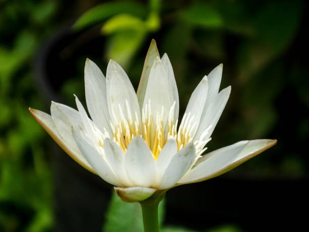 THE WHITE WATER LILY LOTUS stock photo