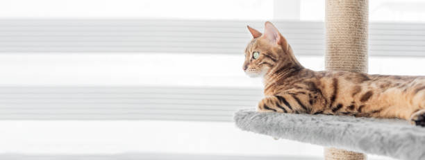 istock Adorable Bengal cat on a scratching post near the window. 1436435863