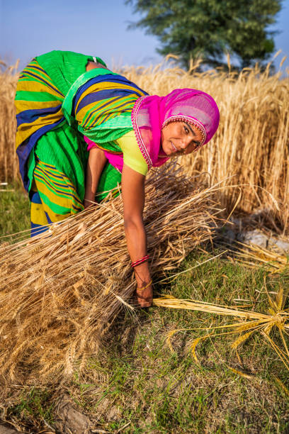 istock Indian woman collecting a wheat, India. 1436436357