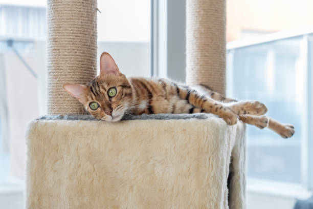 istock A domestic cat is napping on a cat bed on a scratching post 1436437058