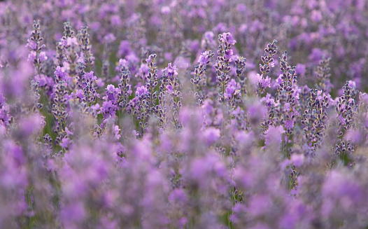 rich lavender field in Provence  blooming in summer, close-up