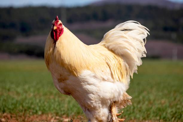 Close-up beautiful yellow and white rooster with red scallop is walking on the green grass in the field stock photo