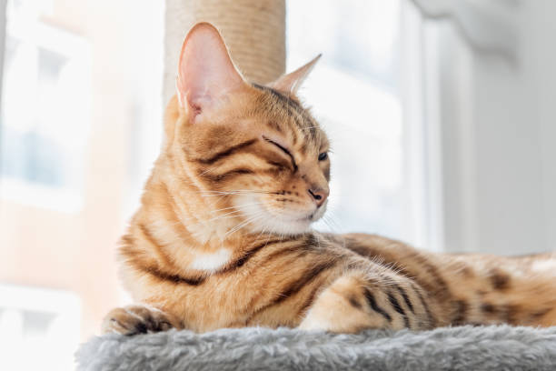 istock Adorable Bengal cat on a scratching post near the window. 1436437575