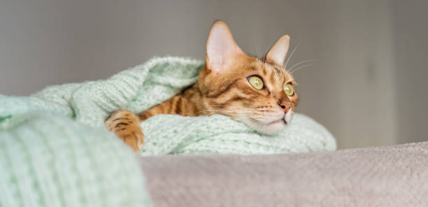 istock Bengal cat is resting on the bed wrapped in a sweater 1436437577