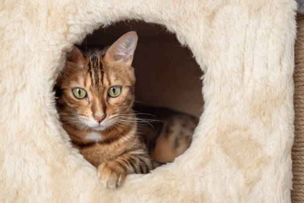 istock Bengal cat is resting inside the cat house. 1436437578