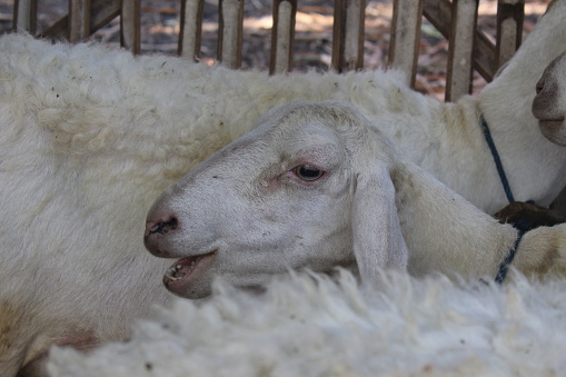 close-up of white sheep's face
