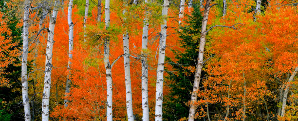 istock Aspen Birch Trees in Autumn Falls with White Trunks Foliage Forest 1436438093
