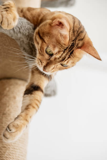 istock Cute bengal cat and tree in the room. 1436438501
