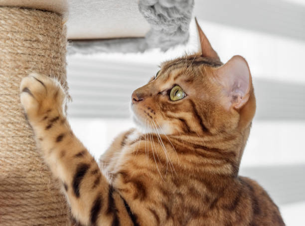 istock Cute pet sharpens its claws on a cat tree at home. 1436439637