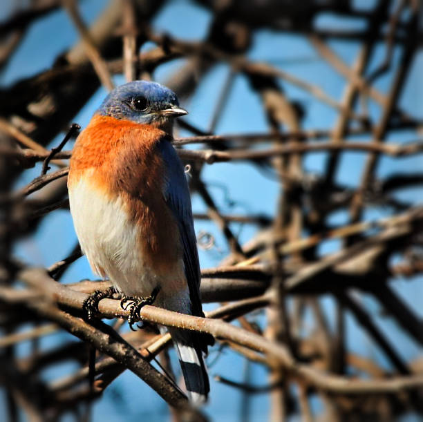 나뭇 가지에있는 동부 산 파랑새 - mountain bluebird bird bluebird blue 뉴스 사진 이미지