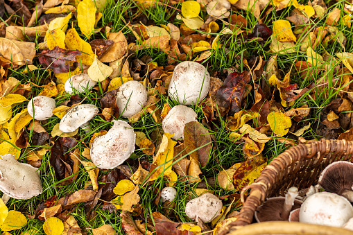 Picking white wild mushrooms rosé des prés or agaricus campestris with a wicker basket in a meadow