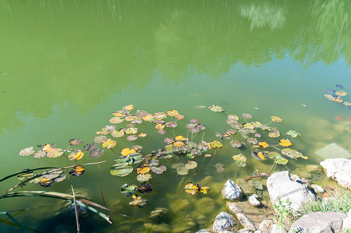 Chinese temple near lake overgrown with waterplants