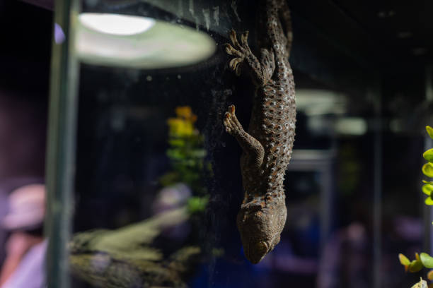 istock gecko, animal, predator, danger, close up 1436441674