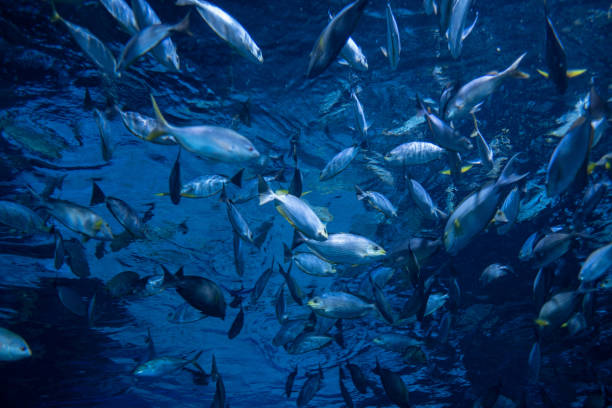 istock fish at aquarium, under water, animals 1436442200