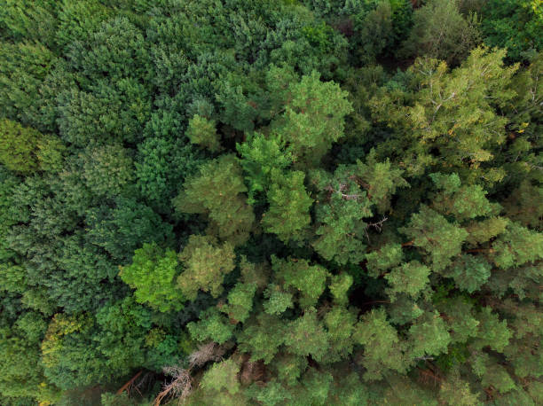 istock Nature landscape, drone aerial top view to green forest background 1436445385