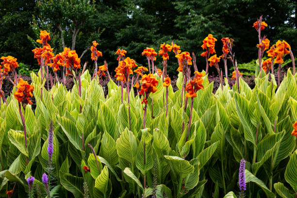 istock Beautiful variegated canna that blooms in summer. 1436446149
