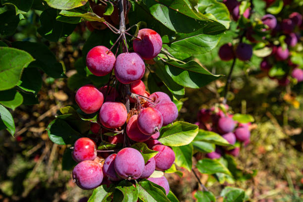 istock Many rare crab apples in the apple orchard. 1436446886