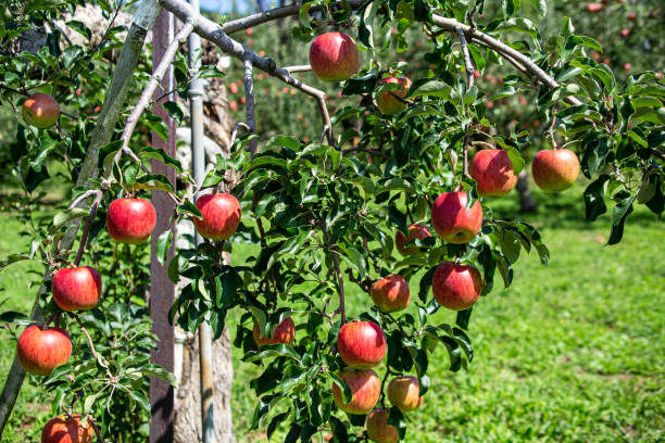pyszne czerwone jabłka z japońskich sadów, które mają zostać zebrane. - 7656 zdjęcia i obrazy z banku zdjęć