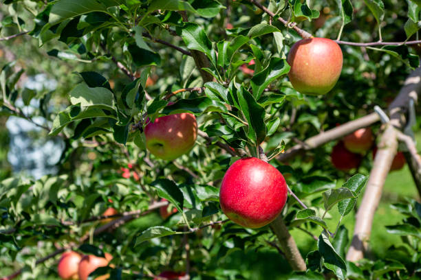 deliciosas maçãs vermelhas de pomares japoneses que estão prestes a ser colhidas. - 7603 - fotografias e filmes do acervo