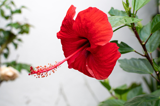 Hibiscus rosa-sinensis is a flowering plant known as Chinese hibiscus, China rose, Hawaiian hibiscus, rose mallow, shoeblack plant.
