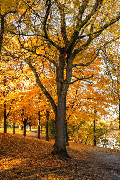 istock Golden hour in the park in autumn 1436447961