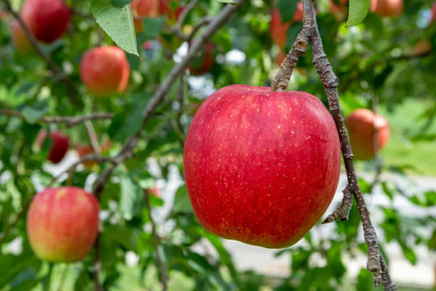 deliciosas manzanas rojas de huertos japoneses que están a punto de ser cosechadas. - prefectura de nagano fotografías e imágenes de stock