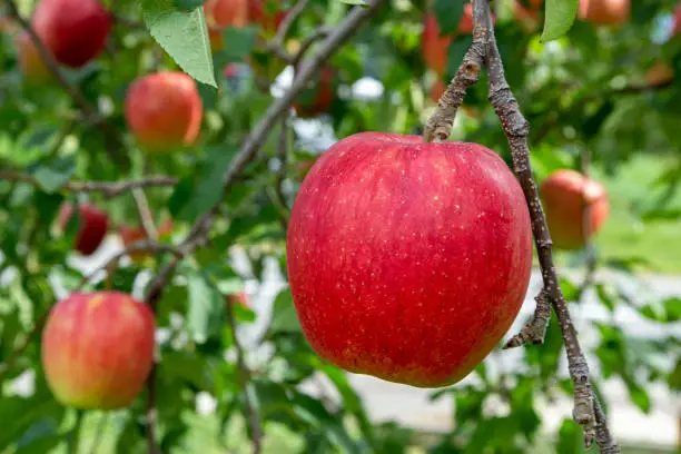 It's time to harvest delicious apples from Nagano prefecture, Japan.
