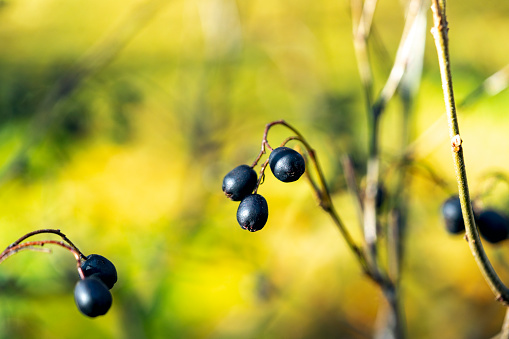 Wild black berries on a bush branch in an autumn forest or park closeup