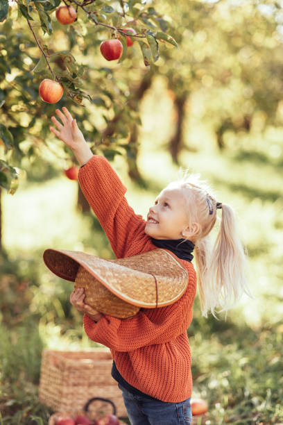 enfant cueillant des pommes à la ferme en automne. petite fille jouant dans un verger de pommiers. alimentation saine - apple orchard child apple fruit photos et images de collection