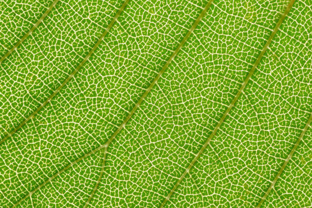 super macro of backlit green leaf showing the structures that make up the leaf