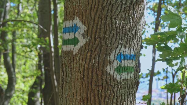 istock Trail Blazing Way Markers Painted on Tree Trunk in Forest 1436450267