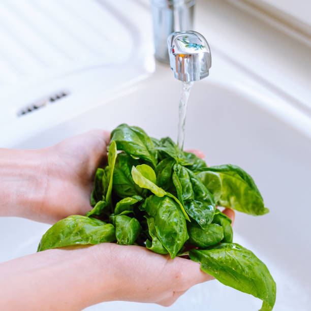 istock woman's hands washing basil herb leaves under running water 1436450518