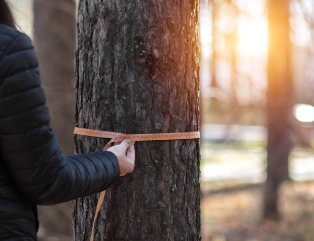 istock Deforestation and forest valuation. Measuring the circumference of a pine tree with a ruler tape 1436451485