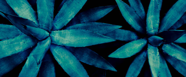 blue agave leaf closeup of blue agave leaves, toned color blue agave photos stock pictures, royalty-free photos & images
