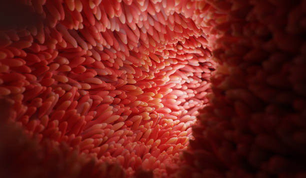 istock Microvilli on surface of digestive system or intestinal tract. 1436452793