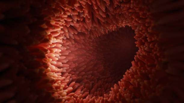 istock Microvilli on surface of digestive system or intestinal tract. 1436452817